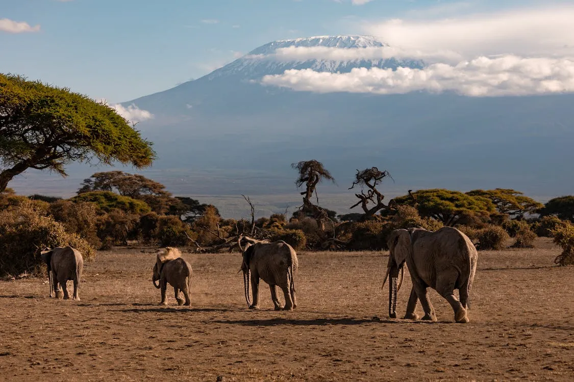 Días 9 - 10 - Vuelo de regreso desde el Aeropuerto Internacional de Kilimanjaro