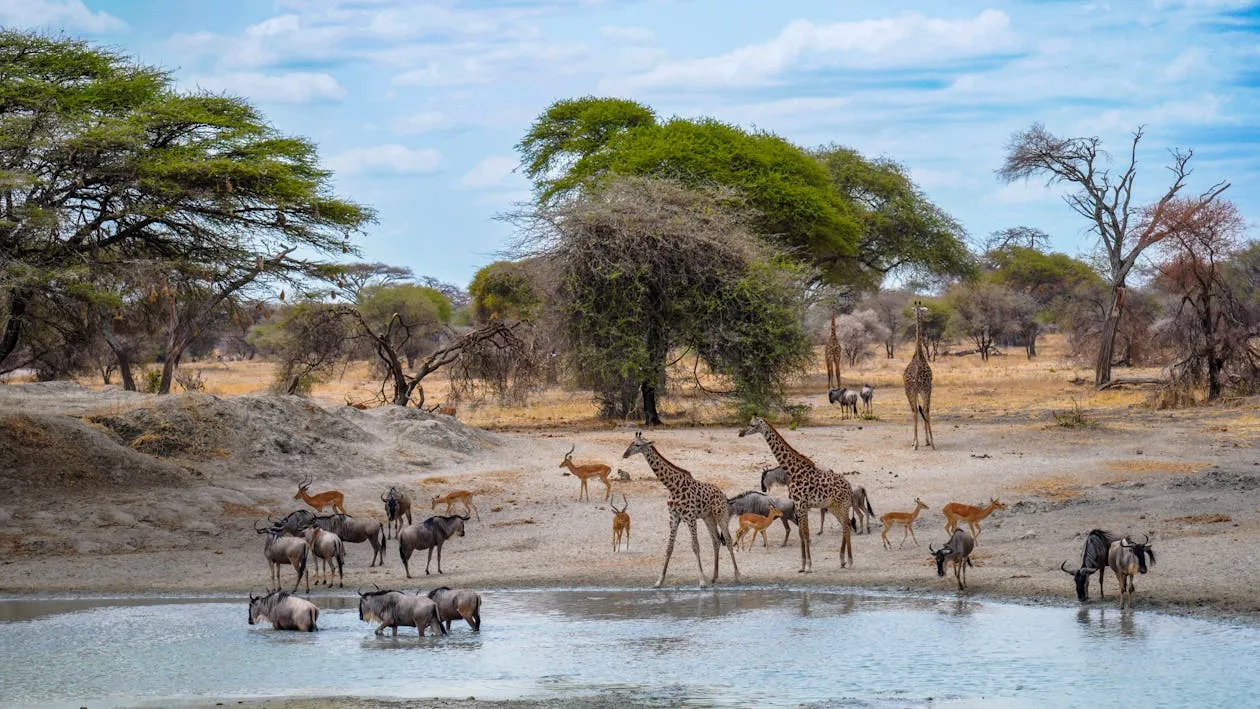 Día 5 - Serengeti Norte – Safari y picnic privado junto al río Mara