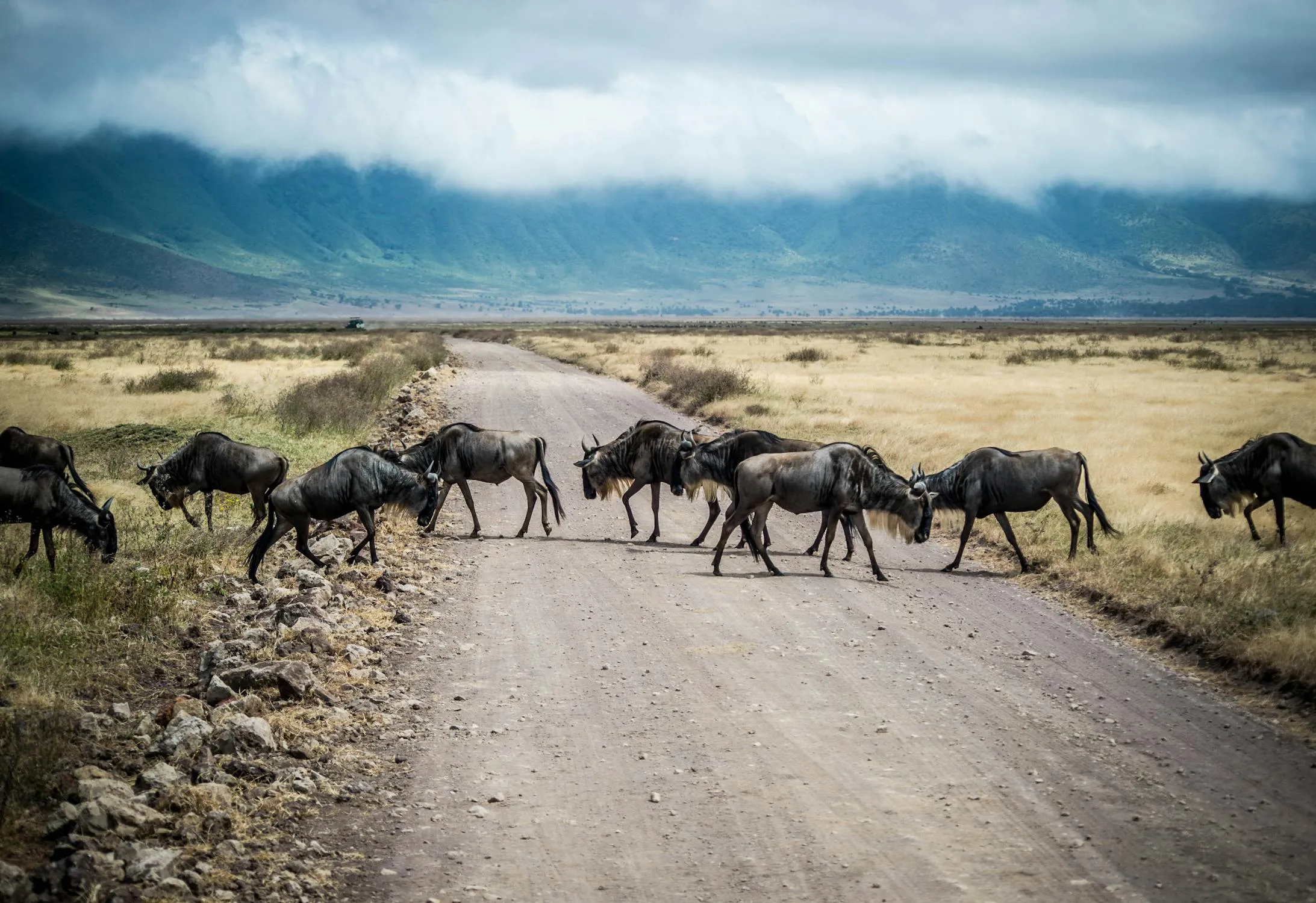 Día 13 - Área de Conservación de Ngorongoro (incluye Cráter)