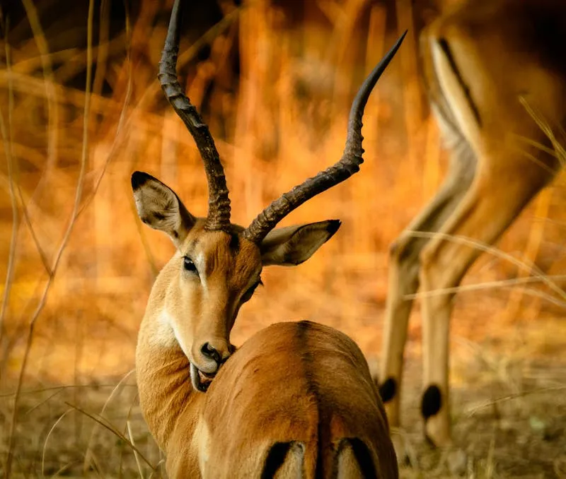 Día 5 - Parque Nacional Ruaha