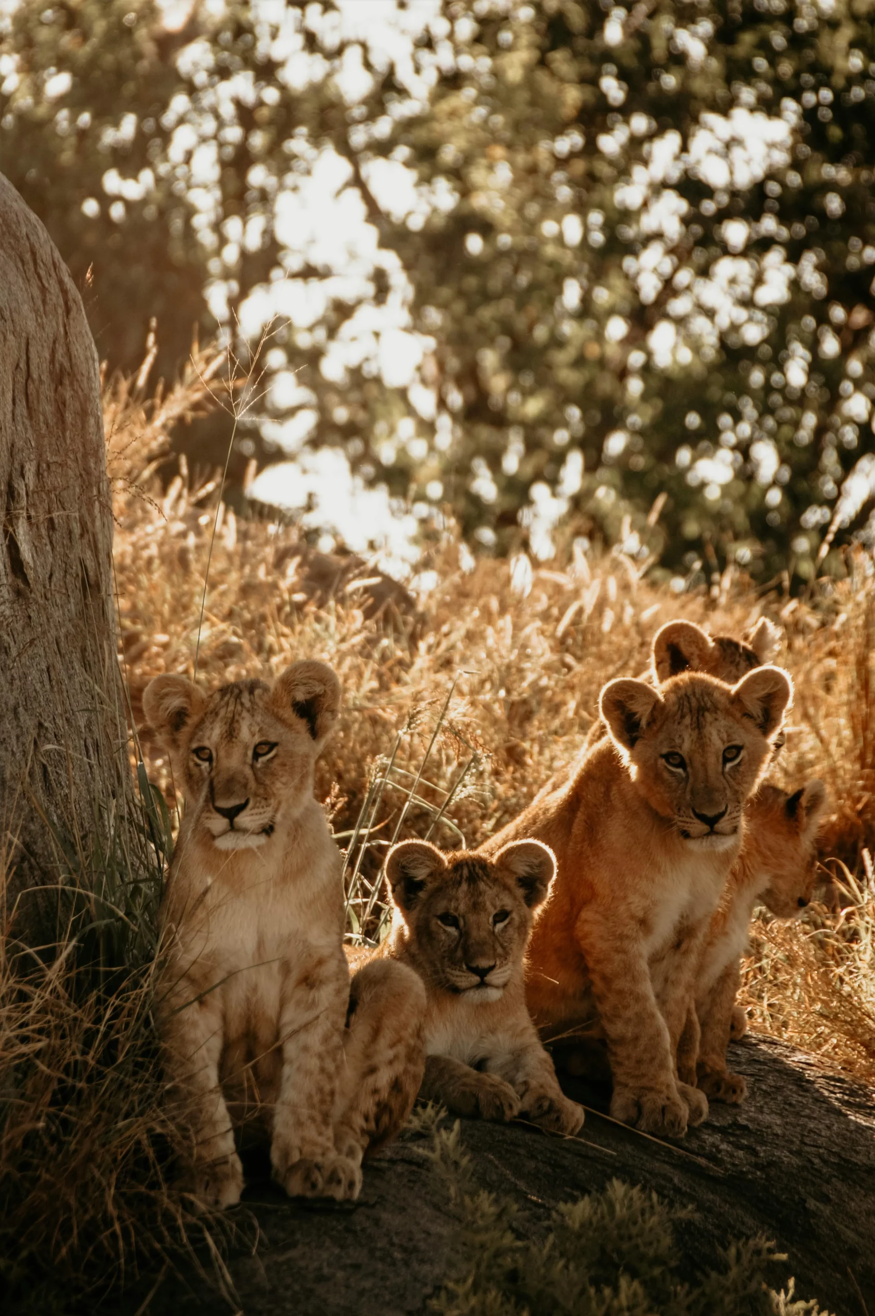 Día 4 - Parque Nacional Ruaha