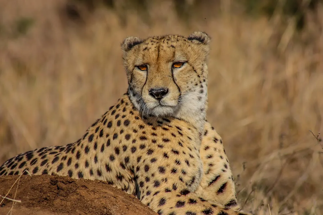 Día 5 - Parque Nacional del Serengeti (Centro Oeste/Este)