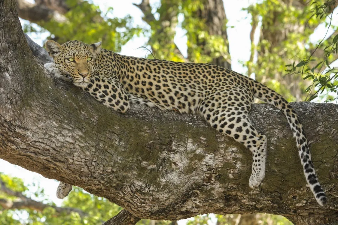 Días 10 - 12 - Parque Nacional del Serengeti