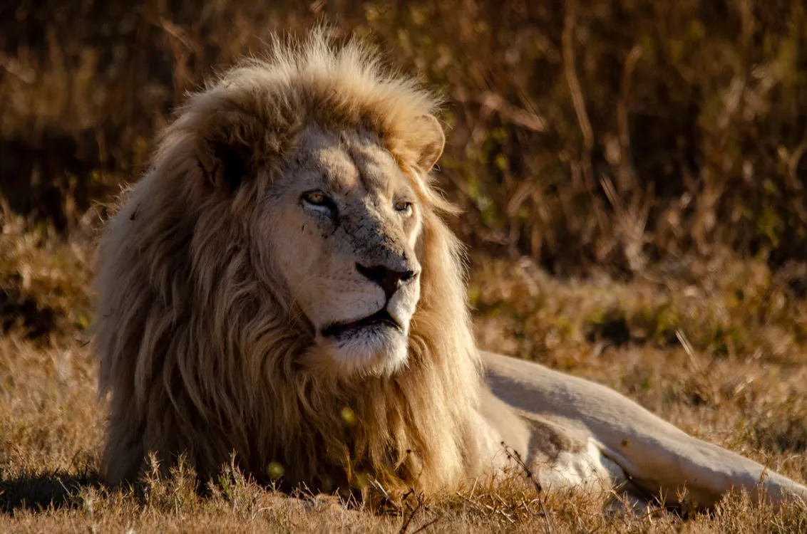 Día 6 - Parque Nacional del Serengeti (Centro Oeste/Este)