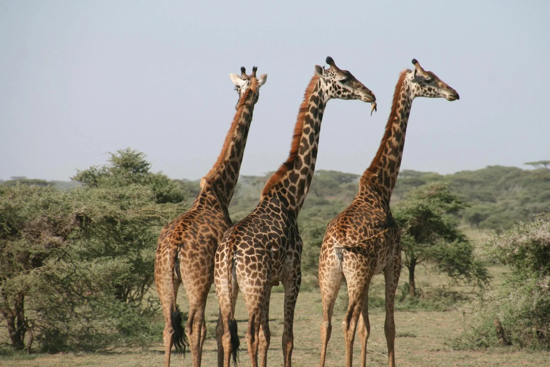 Día 7 - Parque Nacional Tarangire