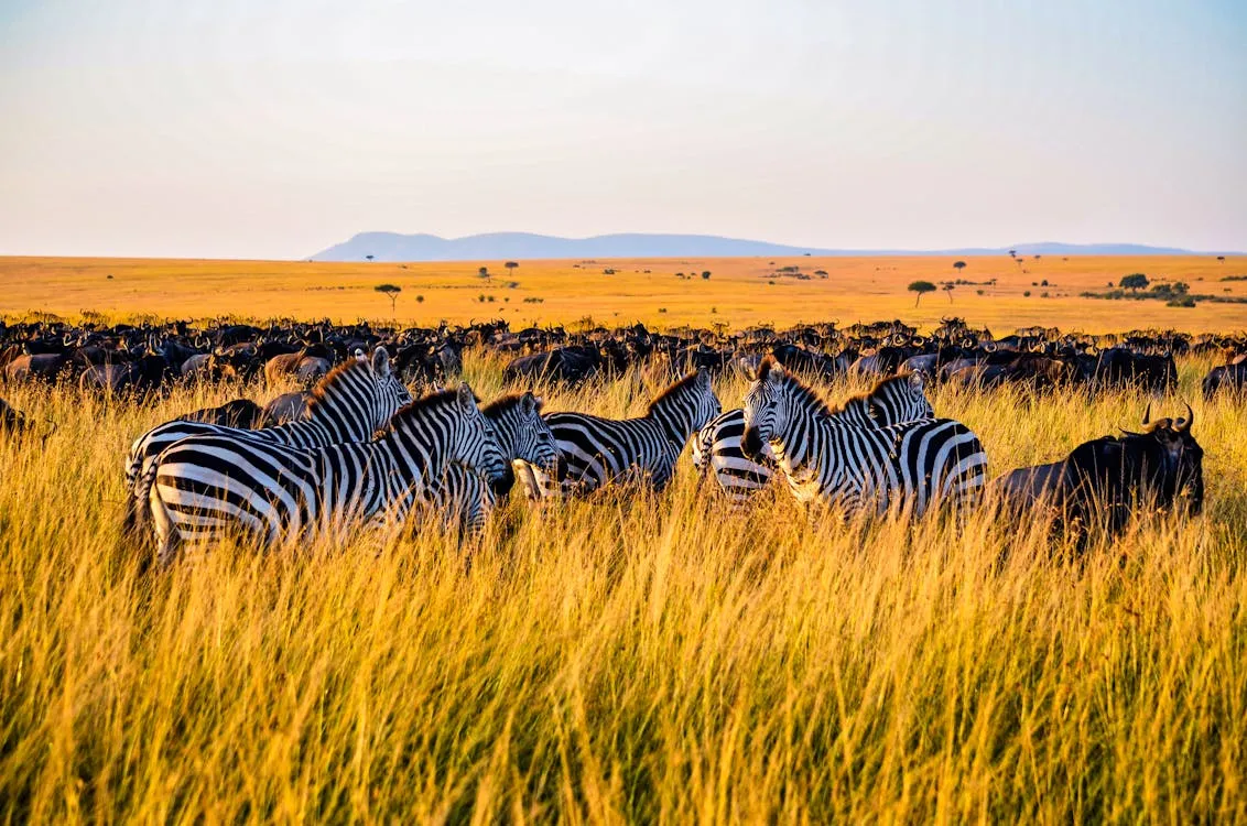 Día 5 - Serengeti Norte y la Gran Migración (cruce del río Mara)