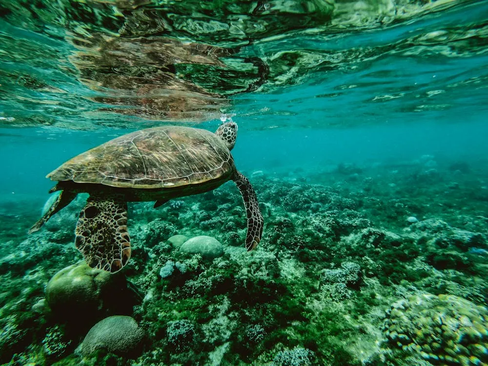 Día 6 - Visita a la isla de Changuu y encuentro con tortugas gigantes